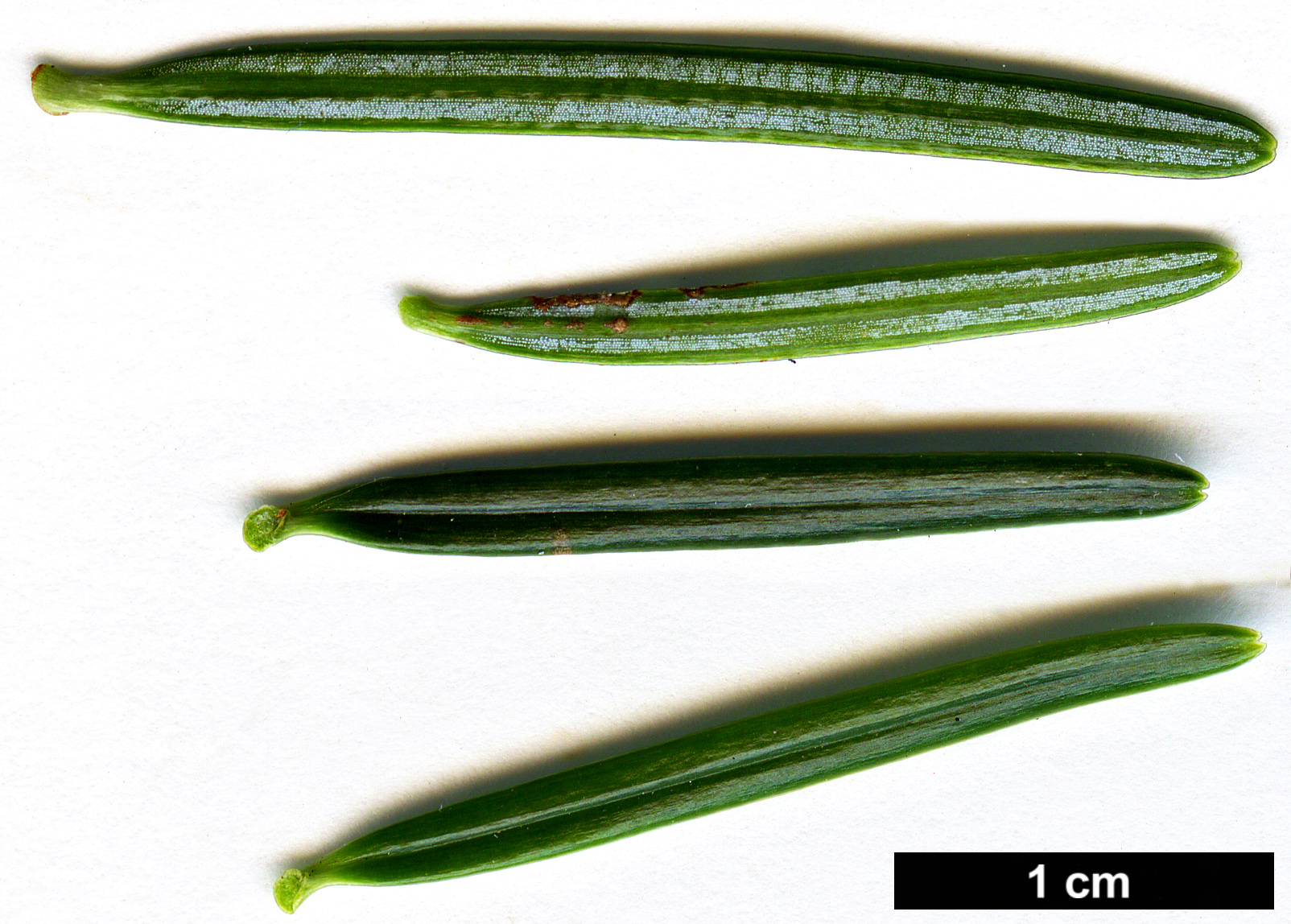 High resolution image: Family: Pinaceae - Genus: Abies - Taxon: ×borisii-regis (A.alba × A.cephalonica)